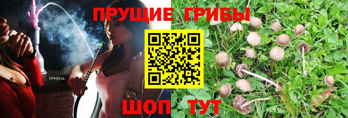 Галлюциногенные грибы Psilocybine cubensis Дербент